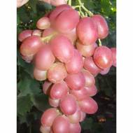 Саженец Виноград Ливия в контейнере